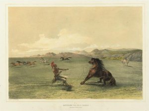 Buffalo Hunt, Chase And Antelope Shooting